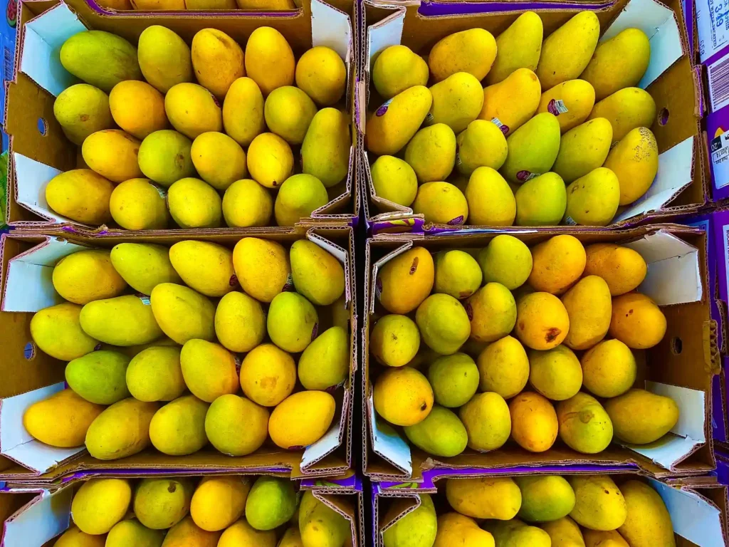 ripe organic mangoes 2026 01 07 05 40 14 utc q15