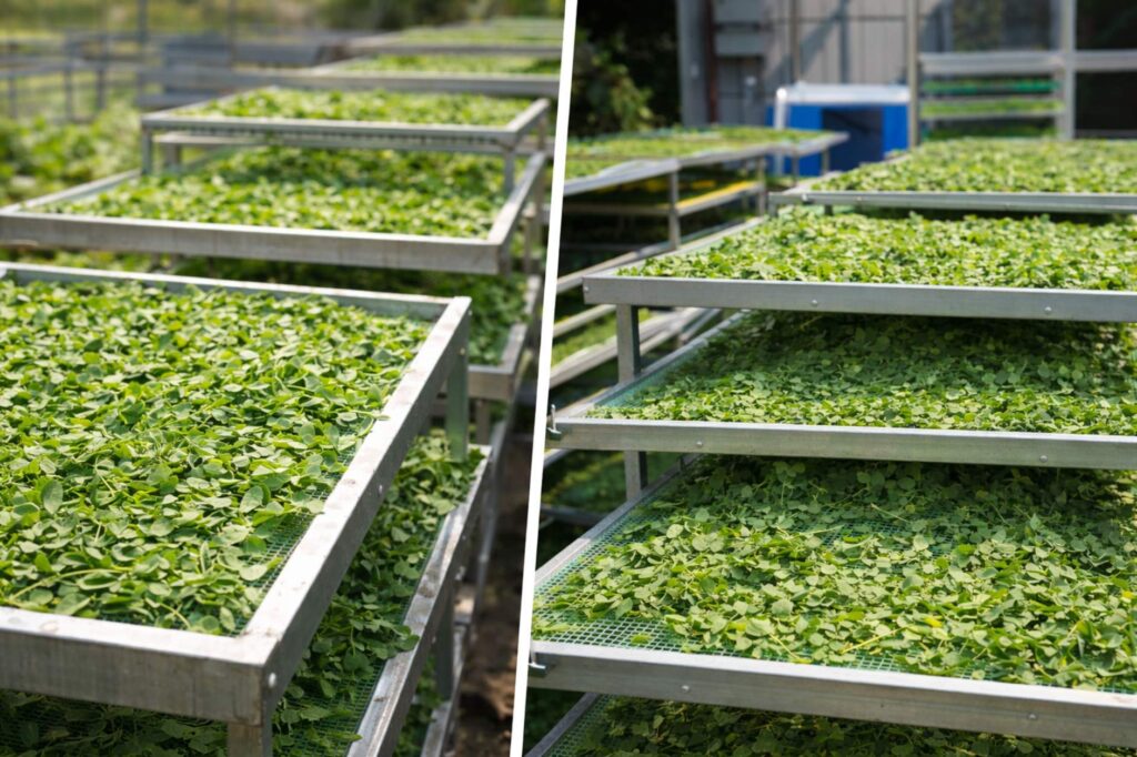 Morinda Powder moringa drying process under 300kb