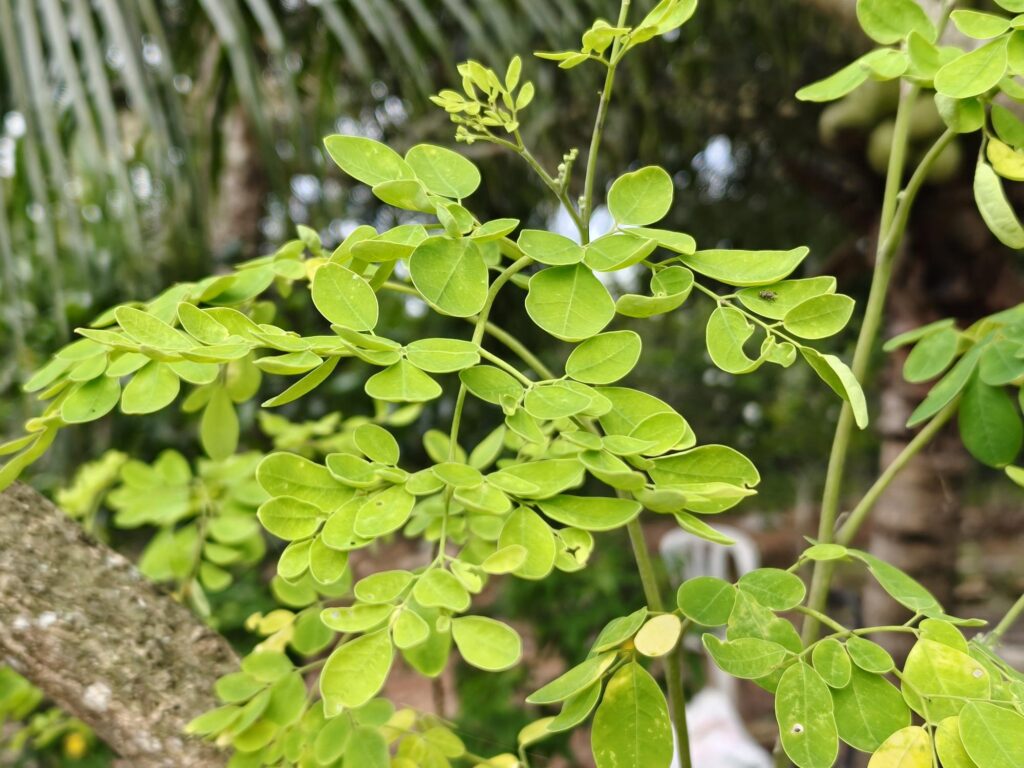 Morinda Powder moringa3