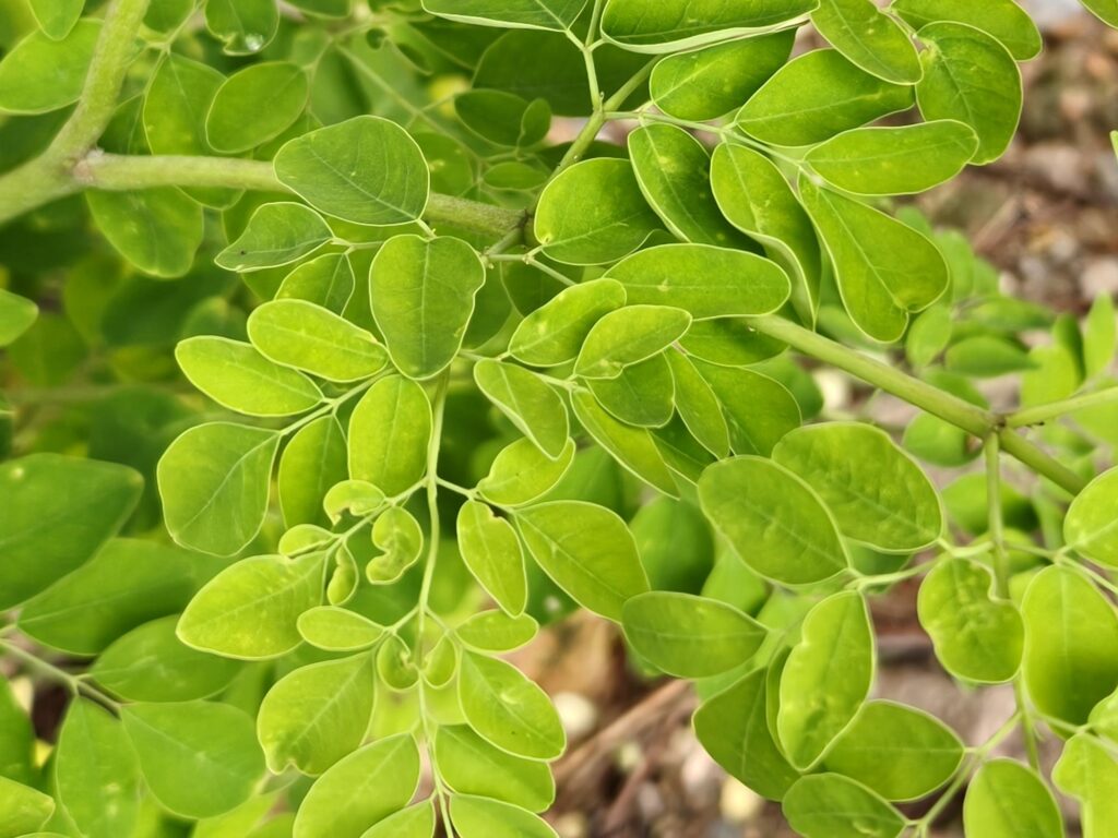 Morinda Powder moringa4
