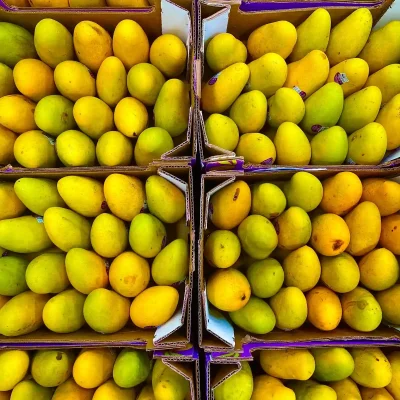 ripe organic mangoes 2026 01 07 05 40 14 utc q15